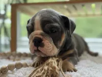 Selena, a female English Bulldog for sale in Richmond, VA – 2 of 4