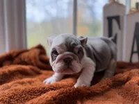 Pascal, a male English Bulldog for sale in Richmond, VA – 3 of 4