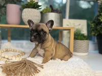 Penny , a female French Bulldog for sale in Richmond, VA – 2 of 3