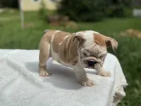 Sasha , a female English Bulldog for sale in Richmond, VA – 3 of 4
