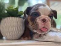 Mocha , a female English Bulldog for sale in Richmond, VA – 4 of 5
