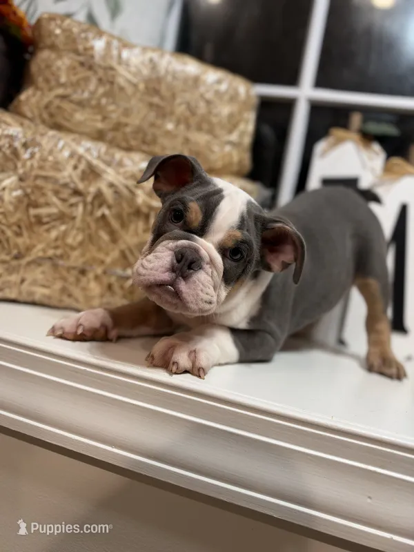 King Charles – English Bulldog puppy for sale in Richmond, VA