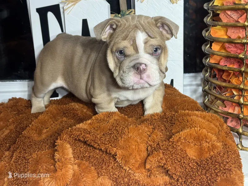 Rusty – English Bulldog puppy for sale in Richmond, VA
