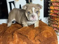 Rusty, a male English Bulldog for sale in Richmond, VA – 1 of 4