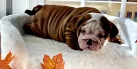 Queen Elizabeth , a female English Bulldog for sale in Richmond, VA – 2 of 3