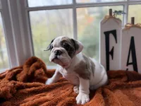 Penelope , a female English Bulldog for sale in Richmond, VA – 2 of 3