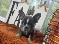 Woody, a male French Bulldog for sale in Richmond, VA – 2 of 3