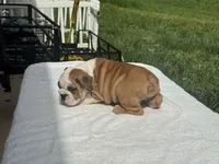 Niko, a male English Bulldog for sale in Richmond, VA – 2 of 4