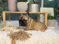 Penny , a female French Bulldog for sale in Richmond, VA – 3 of 3