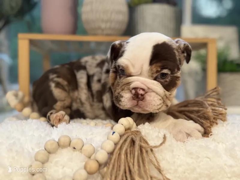 Willow  – English Bulldog puppy for sale in Richmond, VA