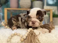 Willow , a female English Bulldog for sale in Richmond, VA – 1 of 4