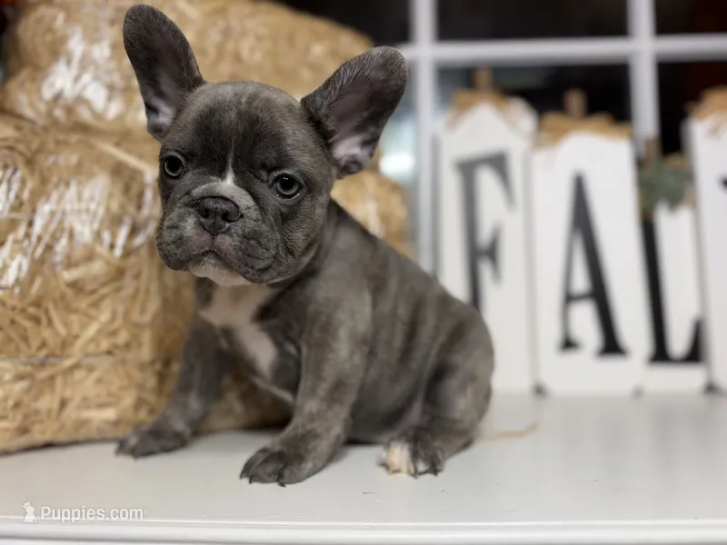 Diego  – French Bulldog puppy for sale in Richmond, VA