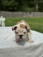 Sasha , a female English Bulldog for sale in Richmond, VA – 4 of 4