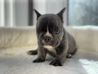 Diego , a male French Bulldog for sale in Richmond, VA – 1 of 4