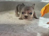 Pablo , a male French Bulldog for sale in Richmond, VA – 1 of 4