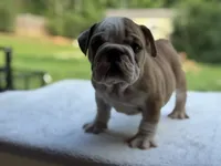 Maxwell, a male English Bulldog for sale in Richmond, VA – 2 of 4