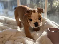 Sammy, a male English Bulldog for sale in Richmond, VA – Photo 4 of 6