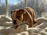 Sammy, a male English Bulldog for sale in Richmond, VA – Photo 2 of 6