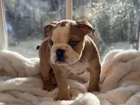 Sammy, a male English Bulldog for sale in Richmond, VA – Photo 6 of 6