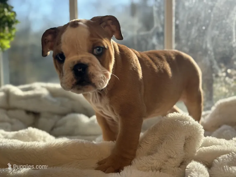 Sammy – English Bulldog puppy for sale in Richmond, VA