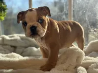 Sammy, a male English Bulldog for sale in Richmond, VA – Photo 1 of 6