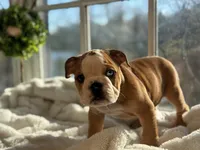 Sammy, a male English Bulldog for sale in Richmond, VA – Photo 3 of 6