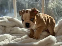 Sammy, a male English Bulldog for sale in Richmond, VA – Photo 5 of 6