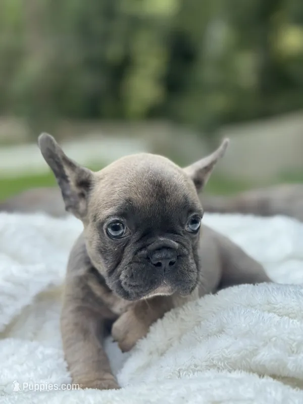 Bear  – French Bulldog puppy for sale in Richmond, VA