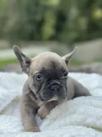 Bear , a male French Bulldog for sale in Richmond, VA – 1 of 4
