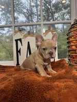 Butternut , a male French Bulldog for sale in Richmond, VA – 1 of 3