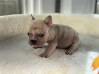 Pablo , a male French Bulldog for sale in Richmond, VA – 2 of 4