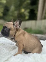 Taqui, a male French Bulldog for sale in Richmond, VA – 3 of 4
