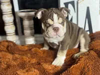 Hunter , a male English Bulldog for sale in Richmond, VA – 2 of 4