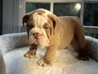 Prince William , a male English Bulldog for sale in Richmond, VA – 4 of 5