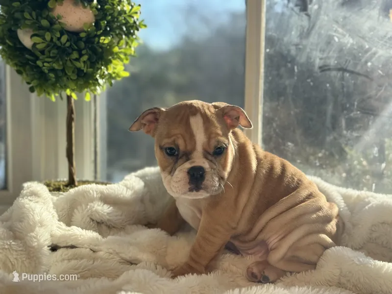 Honey – English Bulldog puppy for sale in Richmond, VA