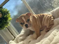 Honey, a female English Bulldog for sale in Richmond, VA – Photo 2 of 5