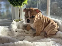 Honey, a female English Bulldog for sale in Richmond, VA – Photo 4 of 5