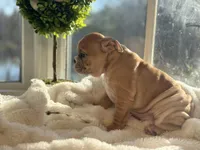 Honey, a female English Bulldog for sale in Richmond, VA – Photo 3 of 5