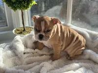 Honey, a female English Bulldog for sale in Richmond, VA – Photo 5 of 5