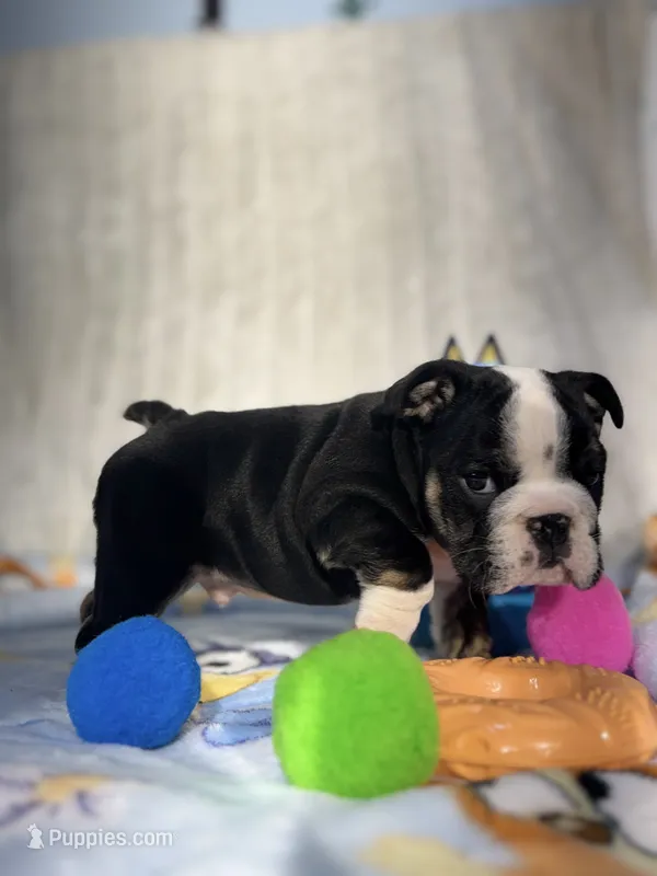 Hondo  – English Bulldog puppy for sale in Richmond, VA