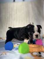Hondo , a male English Bulldog for sale in Richmond, VA – 1 of 4
