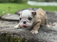 Gator, a male English Bulldog for sale in Richmond, VA – 4 of 5
