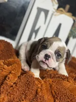 Willow, a female English Bulldog for sale in Richmond, VA – 3 of 4