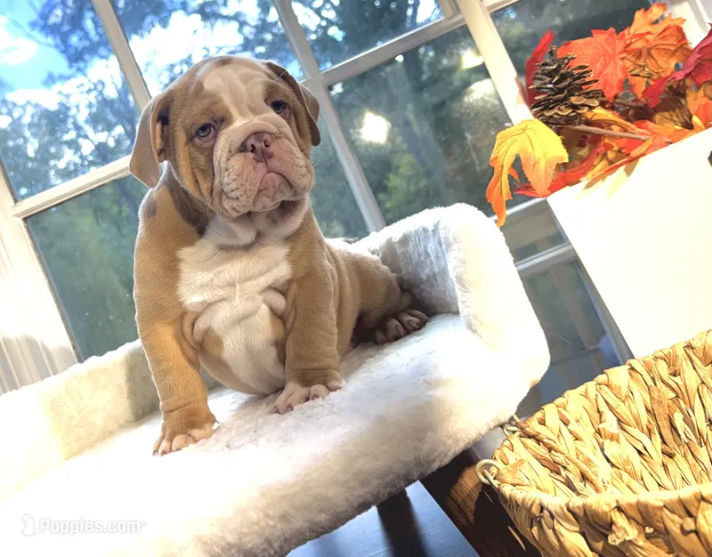 Prince William  – English Bulldog puppy for sale in Richmond, VA