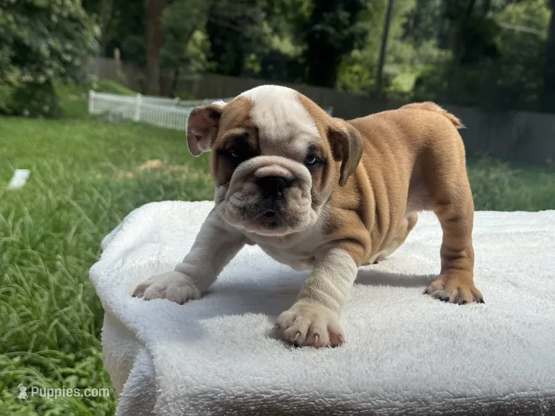 Niko – English Bulldog puppy for sale in Richmond, VA