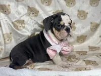 Hazel, a female English Bulldog for sale in Richmond, VA – 3 of 5