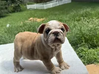 Dumbo, a male English Bulldog for sale in Richmond, VA – 2 of 4