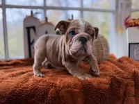 Dominic, a male English Bulldog for sale in Richmond, VA – 2 of 4