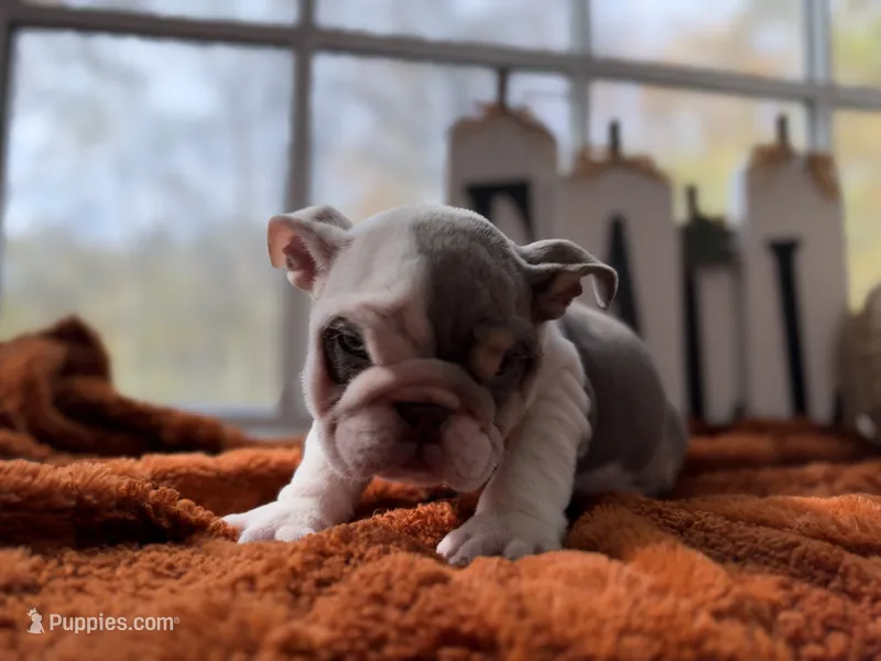 Pascal, a male English Bulldog for sale in Richmond, VA – 1 of 4