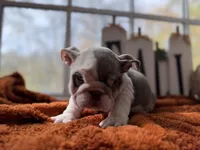 Pascal, a male English Bulldog for sale in Richmond, VA – 1 of 4